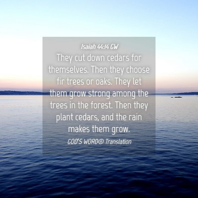 Picture 04 - Isaiah 44:14 GW - They cut down cedars for themselves. Then they - Bible Verse Picture