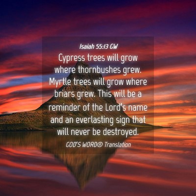 Picture 04 - Isaiah 55:13 GW - Cypress trees will grow where thornbushes grew. - Bible Verse Picture