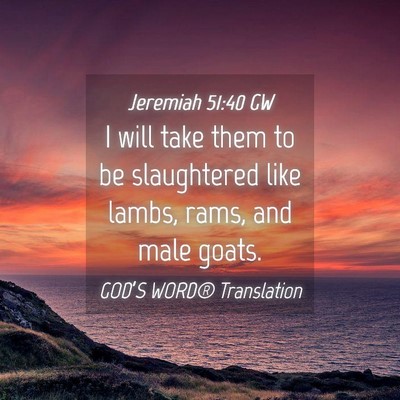 Picture 04 - Jeremiah 51:40 GW - I will take them to be slaughtered like lambs, - Bible Verse Picture