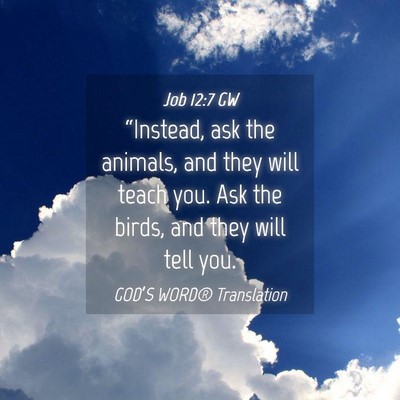 Picture 04 - Job 12:7 GW - “Instead, ask the animals, and they will teach - Bible Verse Picture