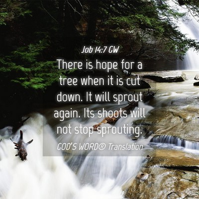 Picture 04 - Job 14:7 GW - There is hope for a tree when it is cut down. It - Bible Verse Picture