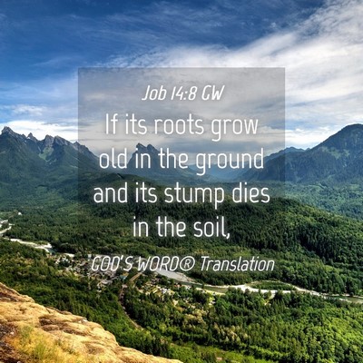 Picture 04 - Job 14:8 GW - If its roots grow old in the ground and its stump - Bible Verse Picture