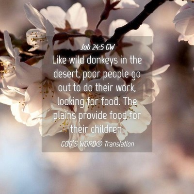 Picture 04 - Job 24:5 GW - Like wild donkeys in the desert, poor people go - Bible Verse Picture
