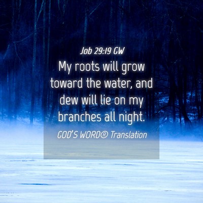 Picture 04 - Job 29:19 GW - My roots will grow toward the water, and dew will - Bible Verse Picture