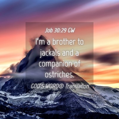 Picture 04 - Job 30:29 GW - I’m a brother to jackals and a companion of - Bible Verse Picture