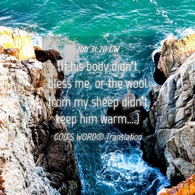 Picture 04 - Job 31:20 GW - (If his body didn’t bless me, or the wool from - Bible Verse Picture