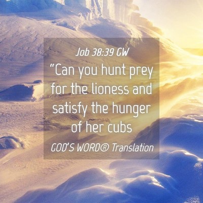 Picture 04 - Job 38:39 GW - “Can you hunt prey for the lioness and satisfy - Bible Verse Picture