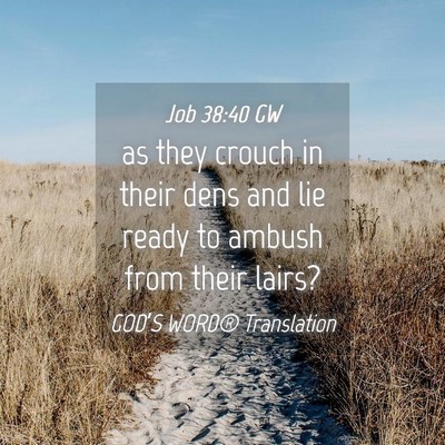 Picture 04 - Job 38:40 GW - as they crouch in their dens and lie ready to - Bible Verse Picture
