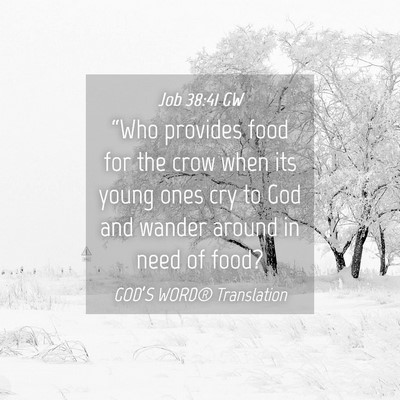 Picture 04 - Job 38:41 GW - “Who provides food for the crow when its young - Bible Verse Picture