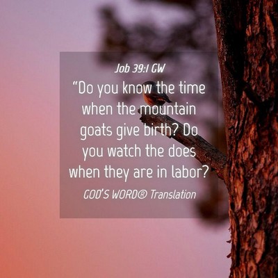 Picture 04 - Job 39:1 GW - “Do you know the time when the mountain goats - Bible Verse Picture