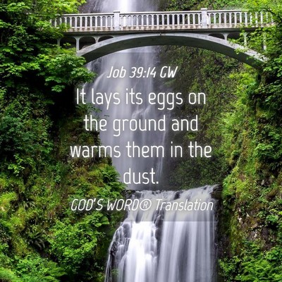 Picture 04 - Job 39:14 GW - It lays its eggs on the ground and warms them in - Bible Verse Picture