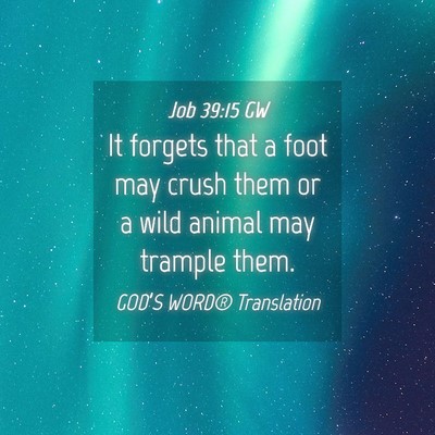 Picture 04 - Job 39:15 GW - It forgets that a foot may crush them or a wild - Bible Verse Picture