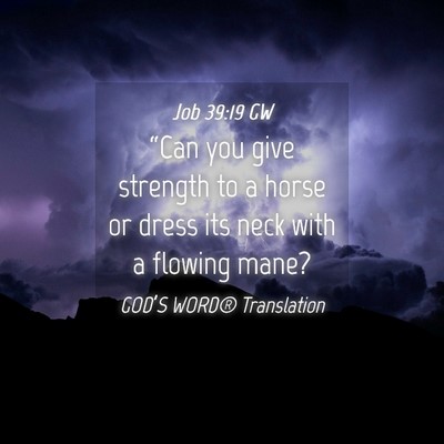 Picture 04 - Job 39:19 GW - “Can you give strength to a horse or dress its - Bible Verse Picture