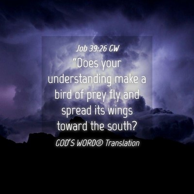 Picture 04 - Job 39:26 GW - “Does your understanding make a bird of prey - Bible Verse Picture