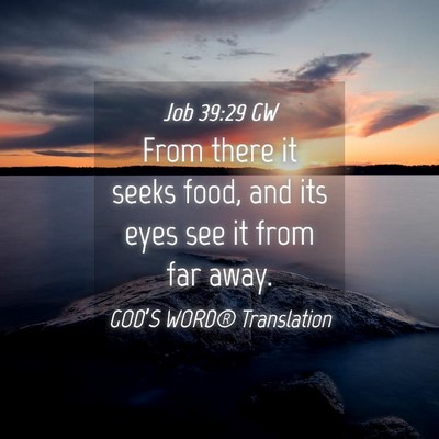 Picture 04 - Job 39:29 GW - From there it seeks food, and its eyes see it - Bible Verse Picture