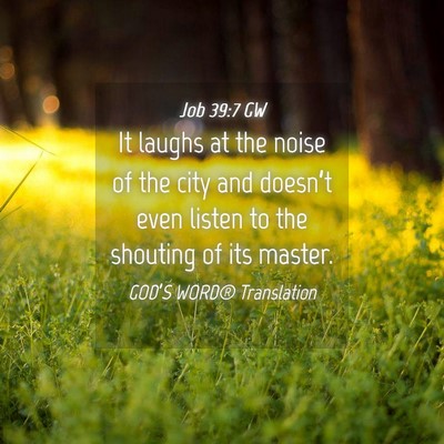 Picture 04 - Job 39:7 GW - It laughs at the noise of the city and doesn’t - Bible Verse Picture