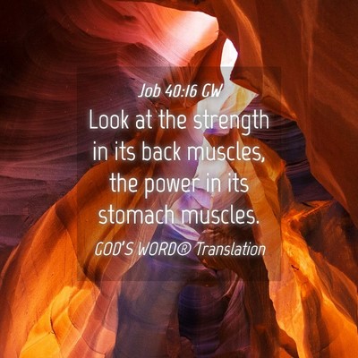 Picture 04 - Job 40:16 GW - Look at the strength in its back muscles, the - Bible Verse Picture