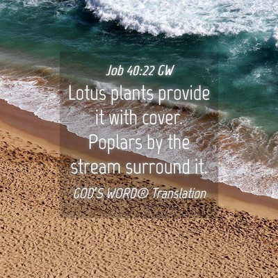 Picture 04 - Job 40:22 GW - Lotus plants provide it with cover. Poplars by - Bible Verse Picture