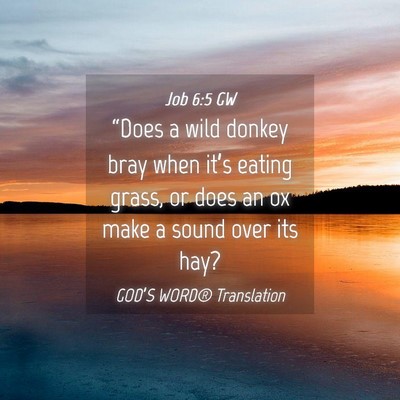 Picture 04 - Job 6:5 GW - “Does a wild donkey bray when it’s eating - Bible Verse Picture