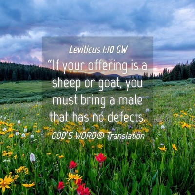 Picture 04 - Leviticus 1:10 GW - “If your offering is a sheep or goat, you must - Bible Verse Picture