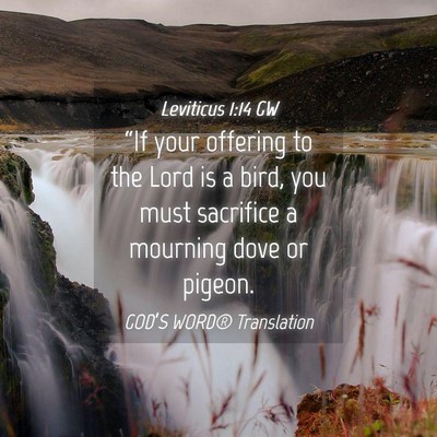 Picture 04 - Leviticus 1:14 GW - “If your offering to the Lord is a bird, you - Bible Verse Picture