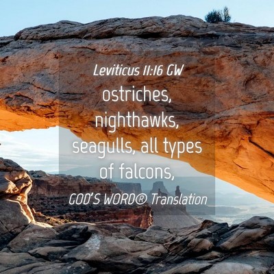 Picture 04 - Leviticus 11:16 GW - ostriches, nighthawks, seagulls, all types of - Bible Verse Picture