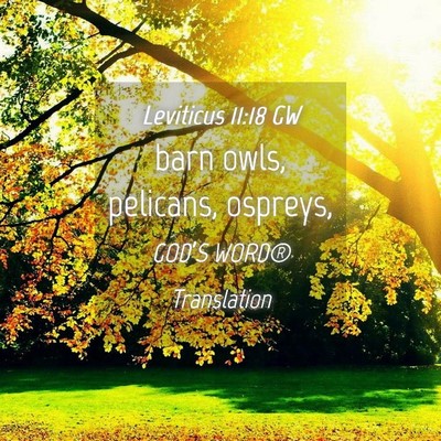 Picture 04 - Leviticus 11:18 GW - barn owls, pelicans, - Bible Verse Picture