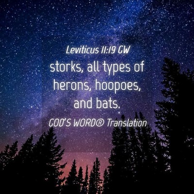 Picture 04 - Leviticus 11:19 GW - storks, all types of herons, hoopoes, and - Bible Verse Picture