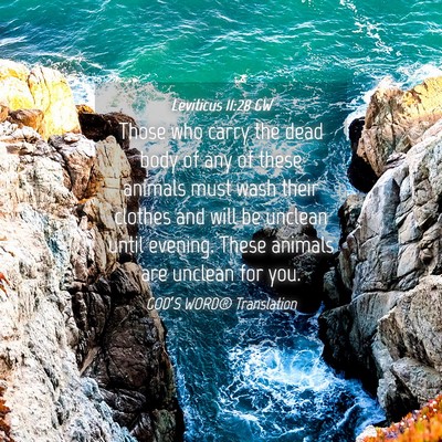 Picture 04 - Leviticus 11:28 GW - Those who carry the dead body of any of these - Bible Verse Picture