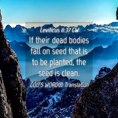 Picture 04 - Leviticus 11:37 GW - If their dead bodies fall on seed that is to be - Bible Verse Picture