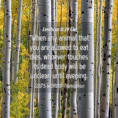 Picture 04 - Leviticus 11:39 GW - “When any animal that you are allowed to eat - Bible Verse Picture