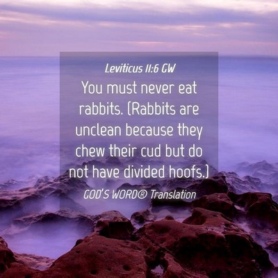 Picture 04 - Leviticus 11:6 GW - You must never eat rabbits. (Rabbits are unclean - Bible Verse Picture