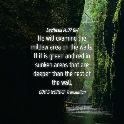 Picture 04 - Leviticus 14:37 GW - He will examine the mildew area on the walls. If - Bible Verse Picture