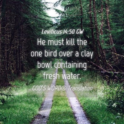 Picture 04 - Leviticus 14:50 GW - He must kill the one bird over a clay bowl - Bible Verse Picture