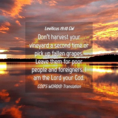 Picture 04 - Leviticus 19:10 GW - Don’t harvest your vineyard a second time or - Bible Verse Picture
