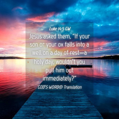 Picture 04 - Luke 14:5 GW - Jesus asked them, “If your son or your ox falls - Bible Verse Picture