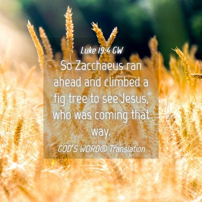 Picture 04 - Luke 19:4 GW - So Zacchaeus ran ahead and climbed a fig tree to - Bible Verse Picture