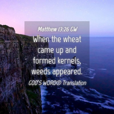 Picture 04 - Matthew 13:26 GW - When the wheat came up and formed kernels, weeds - Bible Verse Picture