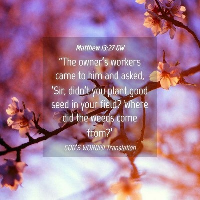 Picture 04 - Matthew 13:27 GW - “The owner’s workers came to him and asked, - Bible Verse Picture