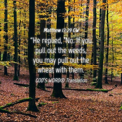 Picture 04 - Matthew 13:29 GW - “He replied, ‘No. If you pull out the weeds, - Bible Verse Picture