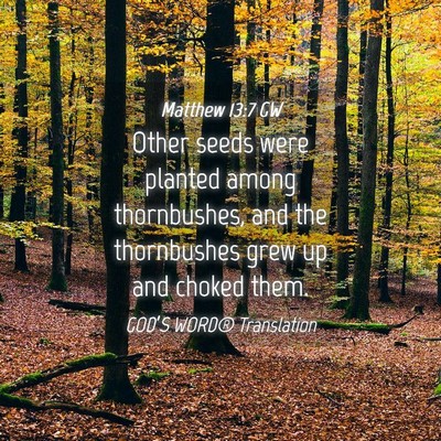 Picture 04 - Matthew 13:7 GW - Other seeds were planted among thornbushes, and - Bible Verse Picture