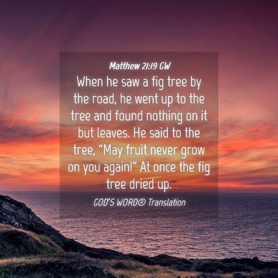 Picture 04 - Matthew 21:19 GW - When he saw a fig tree by the road, he went up to - Bible Verse Picture
