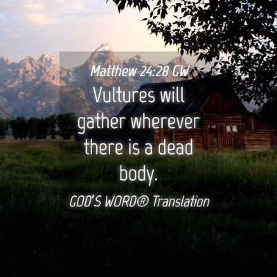 Picture 04 - Matthew 24:28 GW - Vultures will gather wherever there is a dead - Bible Verse Picture