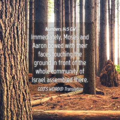 Picture 04 - Numbers 14:5 GW - Immediately, Moses and Aaron bowed with their - Bible Verse Picture