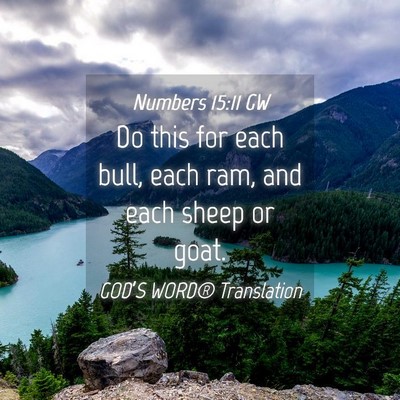 Picture 04 - Numbers 15:11 GW - Do this for each bull, each ram, and each sheep - Bible Verse Picture