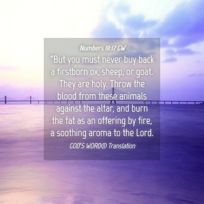Picture 04 - Numbers 18:17 GW - “But you must never buy back a firstborn ox, - Bible Verse Picture