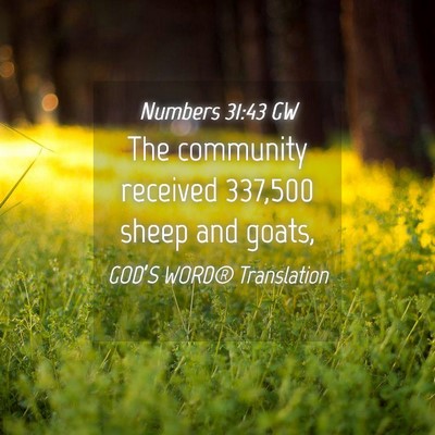 Picture 04 - Numbers 31:43 GW - The community received 337,500 sheep and - Bible Verse Picture