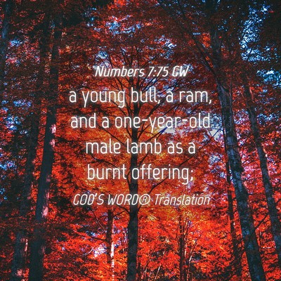 Picture 04 - Numbers 7:75 GW - a young bull, a ram, and a one-year-old male lamb - Bible Verse Picture