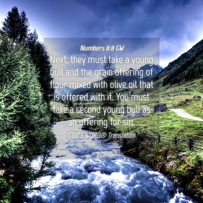 Picture 04 - Numbers 8:8 GW - Next, they must take a young bull and the grain - Bible Verse Picture