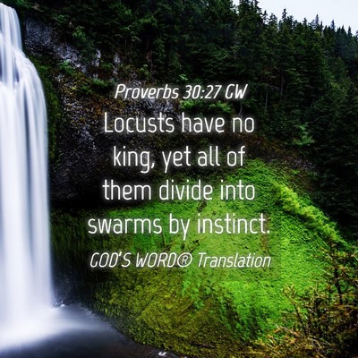 Picture 04 - Proverbs 30:27 GW - Locusts have no king, yet all of them divide into - Bible Verse Picture